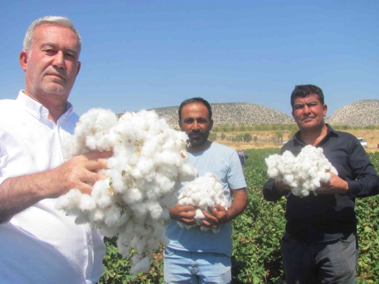 Araban Ovası’nda Beyaz Altın Hasadı Başlandı