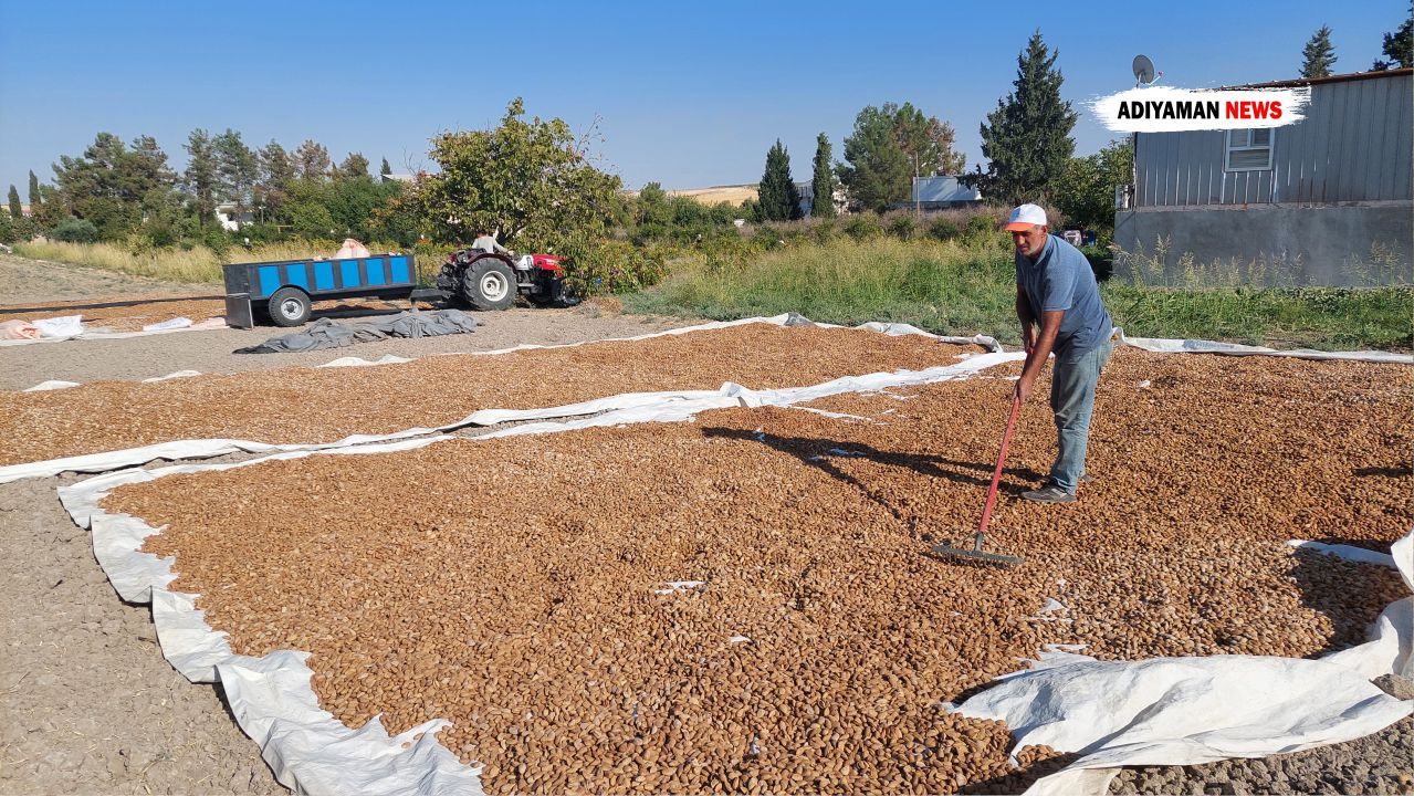 badem-diyarinda-hasat-zamani-huseyin-turkoglu-3.jpg