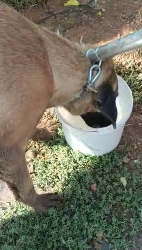 Şanlıurfa’da Kayalıklara Sıkışan Köpek İçin Seferber Oldular