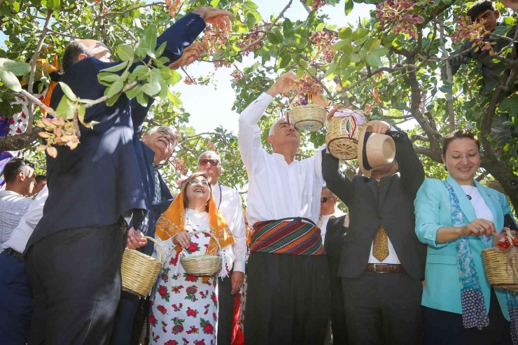 Gastroantep Festivali, Antepfıstığı Hasadı Ve Şire Yapımıyla Başladı