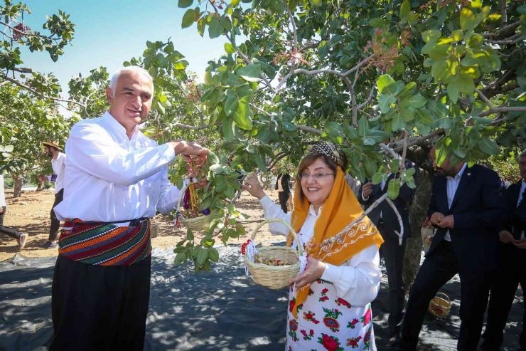 Gastroantep Festivali, Antepfıstığı Hasadı Ve Şire Yapımıyla Başladı