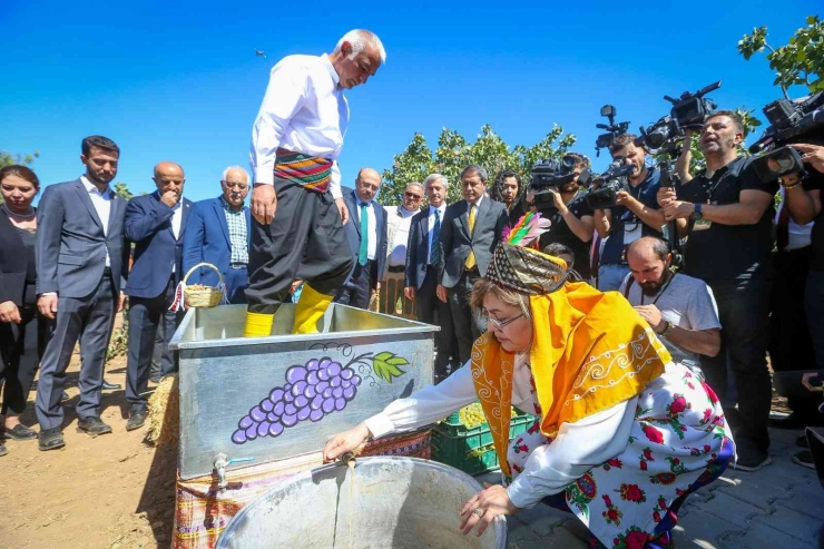 Gastroantep Festivali, Antepfıstığı Hasadı Ve Şire Yapımıyla Başladı