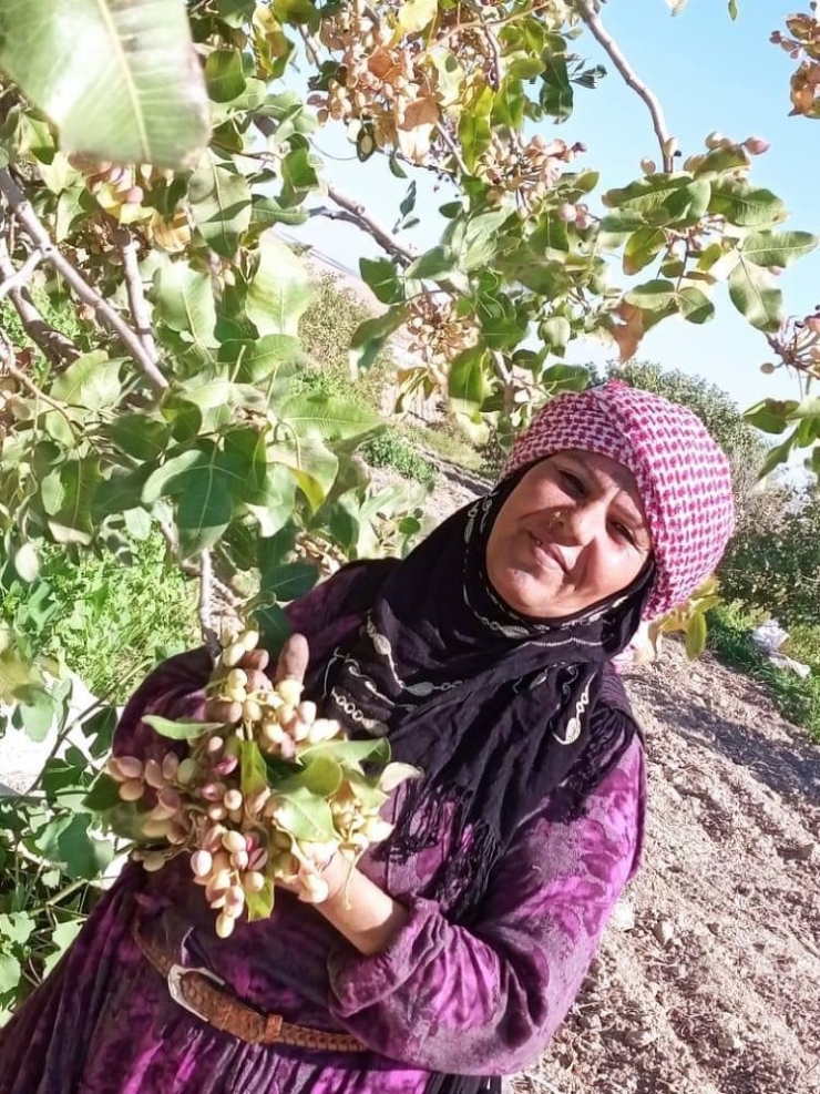 Fıstık Bahçesinde Otomobilin Çarptığı Kadın Hayatını Kaybetti