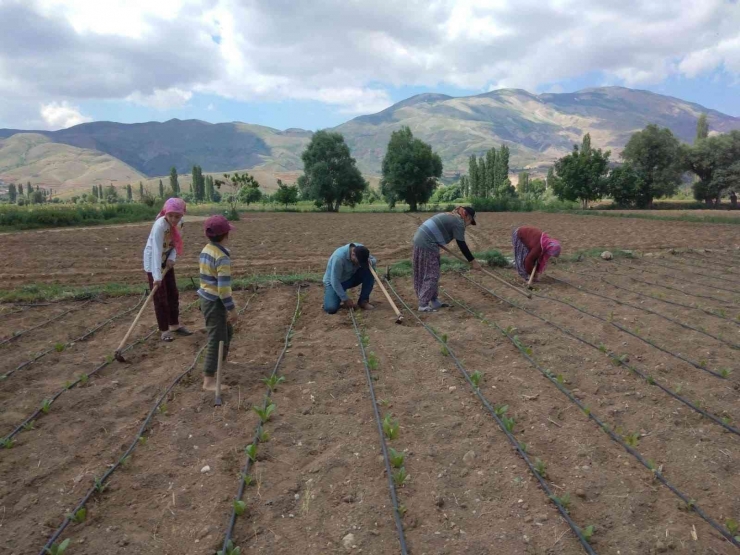 Adıyaman’da Ege Menşeli Tütün Alımı Sancılı Başladı