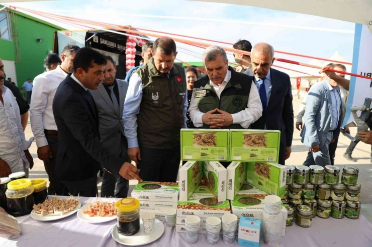 Şanlıurfa’da Bağ Bozumu Festivali