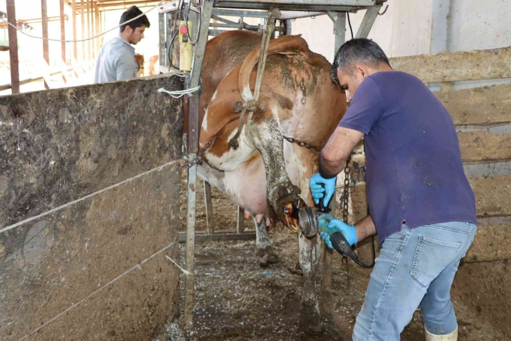 Tırnak Bakımı Yapılmayan Büyükbaşların Süt Verimi Düşüyor