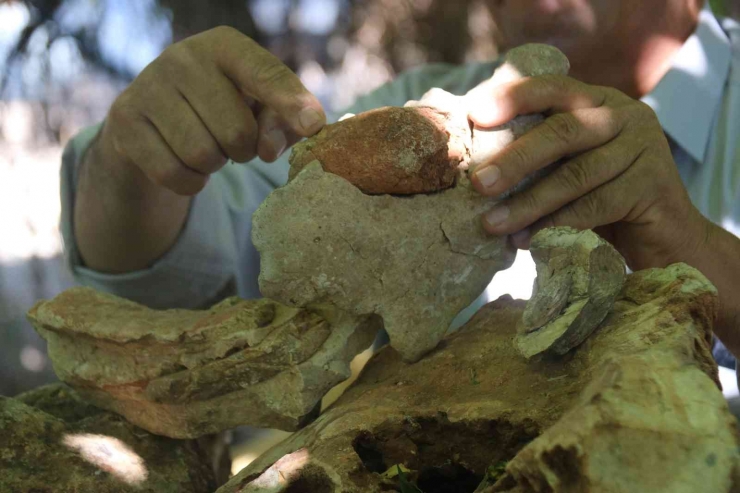 Evinin Dört Bir Yanı 350 Milyon Yıllık Fosillerle Dolu