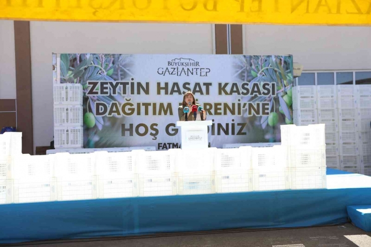 Gaziantep’te Zeytin Üreticilerine 40 Bin Hasat Kasası Dağıtılacak