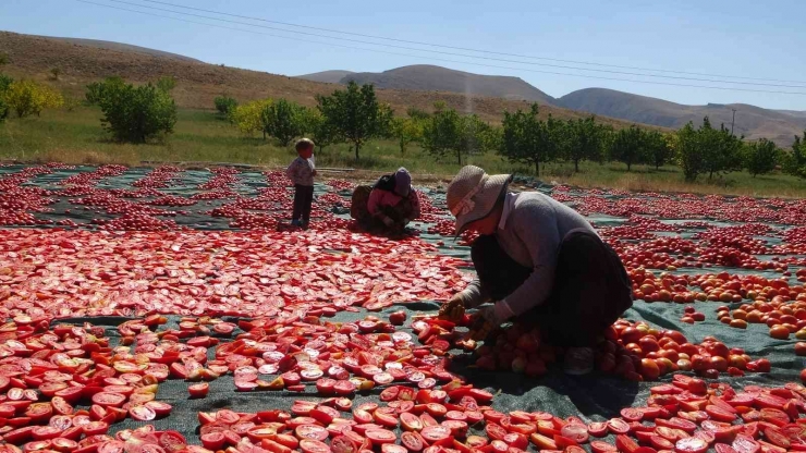 Avrupa’nın Kuru Domatesi Malatya’dan