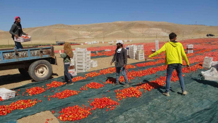 Avrupa’nın Kuru Domatesi Malatya’dan