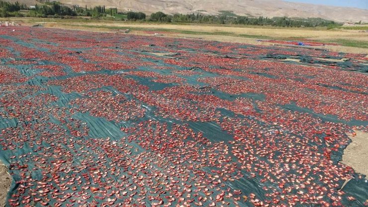 Avrupa’nın Kuru Domatesi Malatya’dan