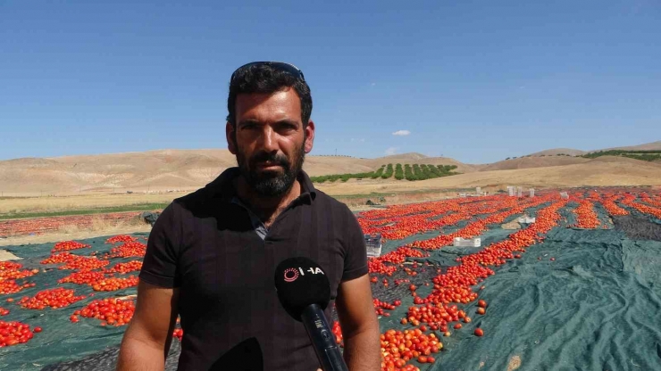 Avrupa’nın Kuru Domatesi Malatya’dan