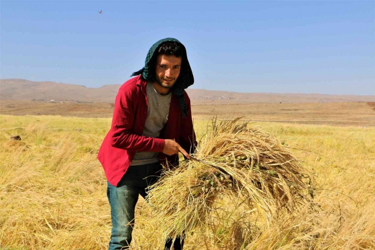 Taşlı Arazilerde Yetişen Tescilli Karacadağ Pirincinin Hasadı Başladı