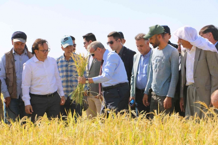 Taşlı Arazilerde Yetişen Tescilli Karacadağ Pirincinin Hasadı Başladı