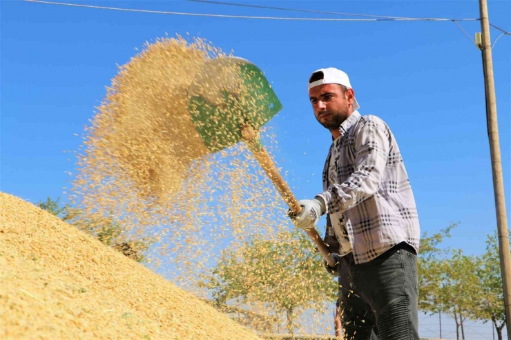 Taşlı Arazilerde Yetişen Tescilli Karacadağ Pirincinin Hasadı Başladı