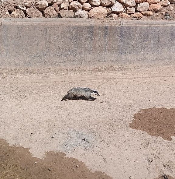 Havuzdan Çıkamayan Porsuğu Ekipler Kurtardı