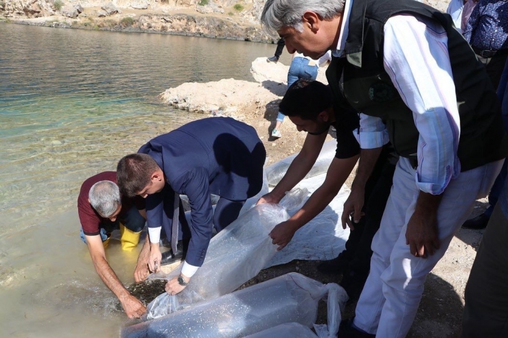 Bir Milyon Yavru Balık Halfeti Barajı’na Bırakıldı