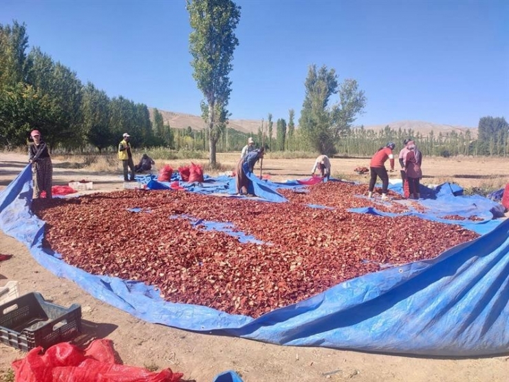 Kurutmalık Domates Daha Da Yaygınlaştırılacak