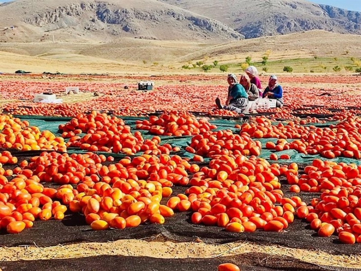 Kurutmalık Domates Daha Da Yaygınlaştırılacak