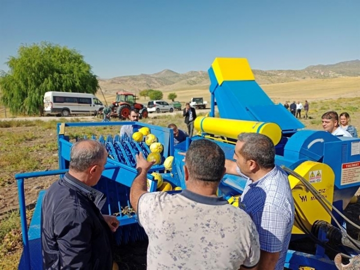 Malatya’da Atıl Arazilere Çerezlik Kabak