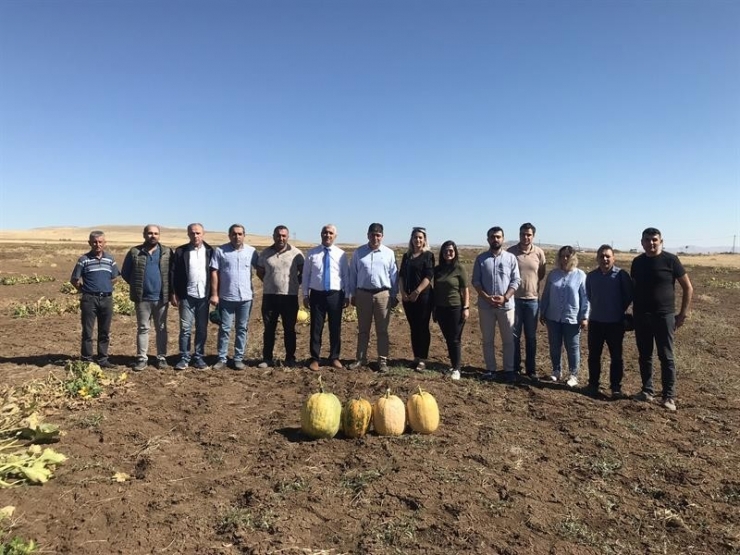 Malatya’da Atıl Arazilere Çerezlik Kabak