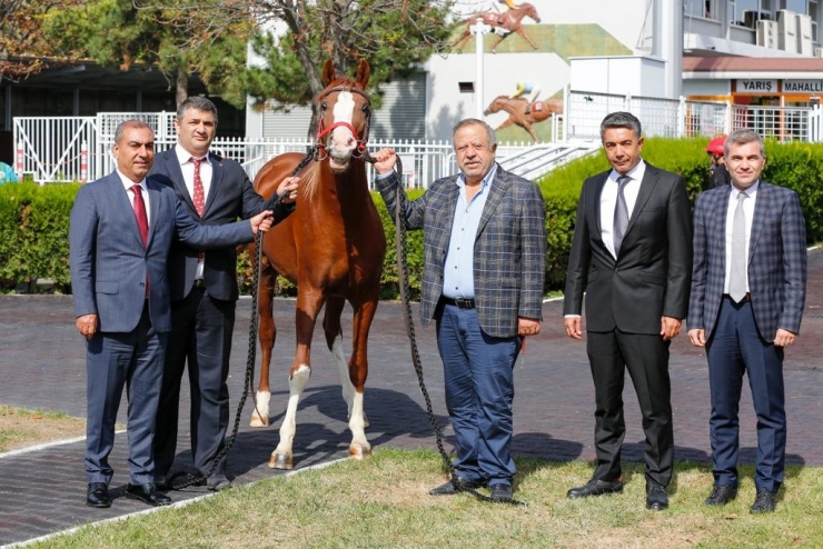 Şampiyon Atın Yavruları Rekor Fiyatla Satıldı