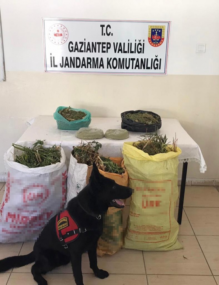 Gaziantep’te 462 Kilo Uyuşturucu Madde Ele Geçirildi