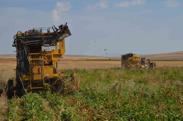 Darende Patateste Bölgenin Cazibe Merkezi Oldu