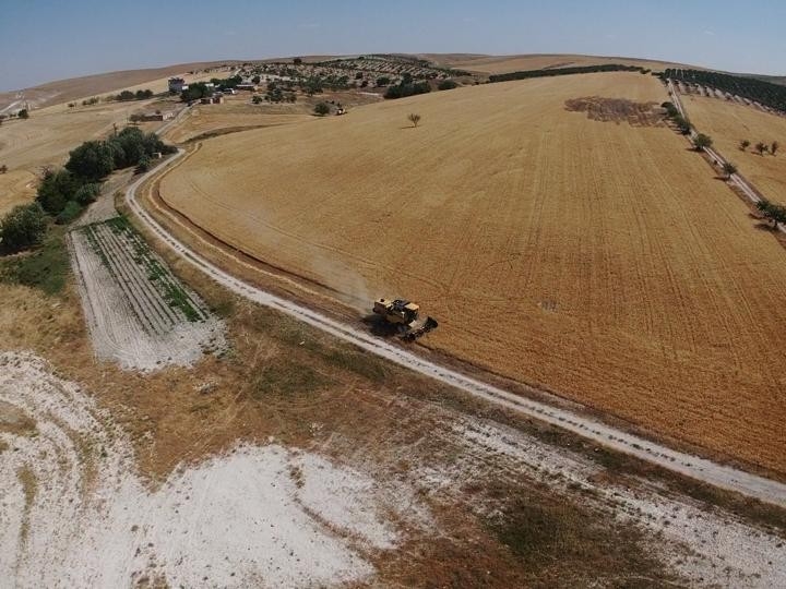 Şanlıurfa’da Benzerine Rastlanmamış Olay: Vatandaş Ekti, Kaymakamlık Biçti