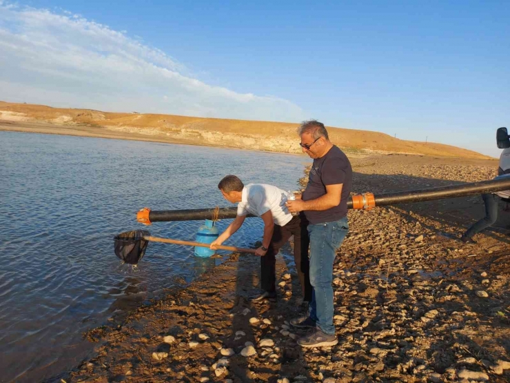 Diyarbakır’da 600 Bin Adet ‘şabut Balığı’ Su Kaynağına Bırakıldı