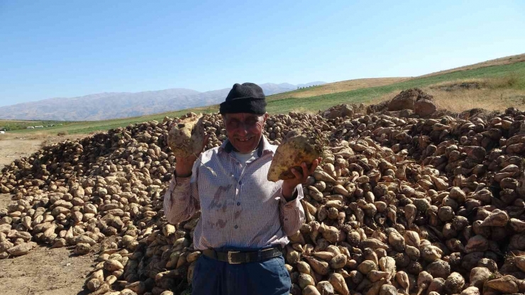 En Tatlı Hasat Yüzleri Güldürdü