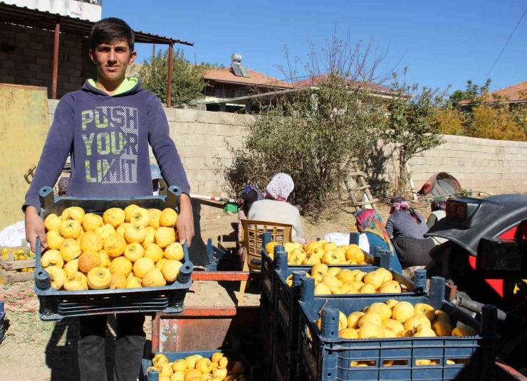 İplere Dizilen Altın Sarısı Hurmaların "kuruyemiş" Yolculuğu Başladı