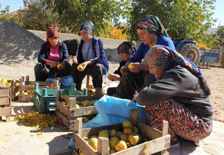 İplere Dizilen Altın Sarısı Hurmaların "kuruyemiş" Yolculuğu Başladı