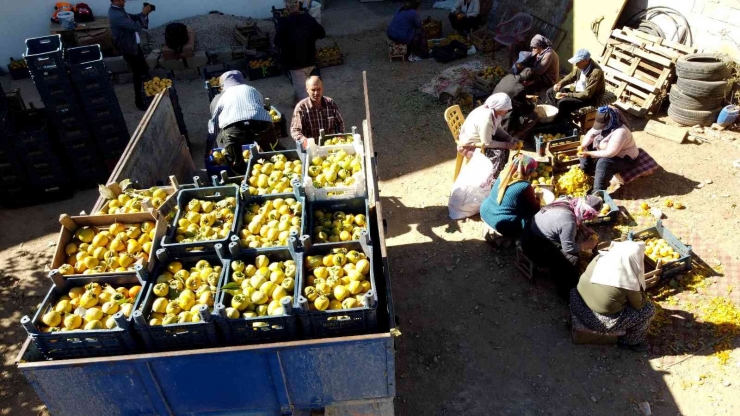 İplere Dizilen Altın Sarısı Hurmaların "kuruyemiş" Yolculuğu Başladı