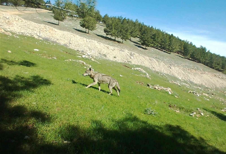 Adıyaman’da Yaban Hayatı Fotokapana Yansıdı