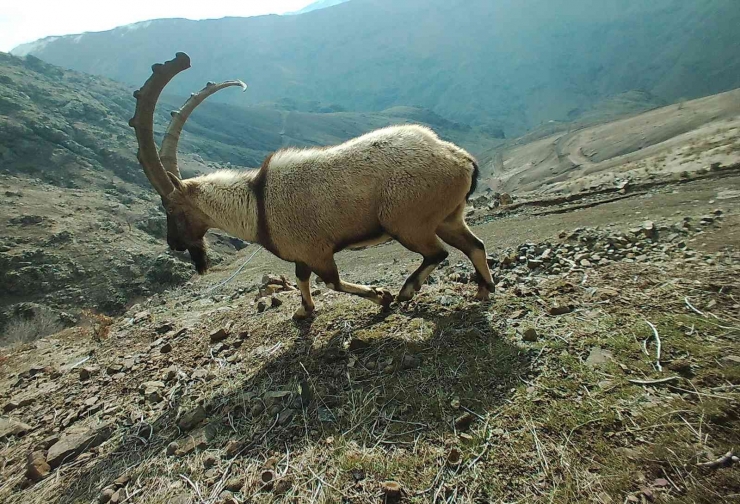 Adıyaman’da Yaban Hayatı Fotokapana Yansıdı