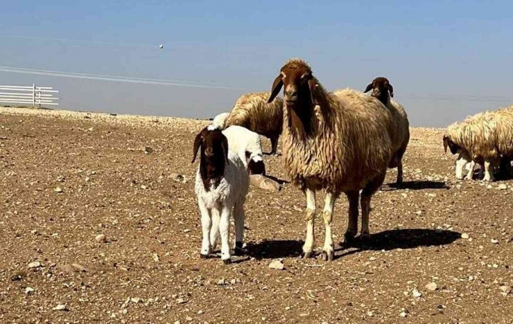 Sonbaharın En Tatlı Buluşması Havadan Görüntülendi