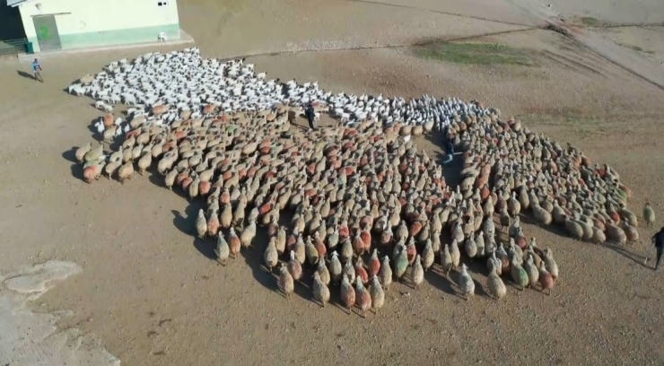 Sonbaharın En Tatlı Buluşması Havadan Görüntülendi