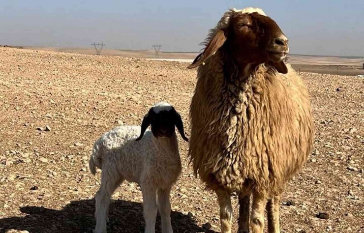 Sonbaharın En Tatlı Buluşması Havadan Görüntülendi