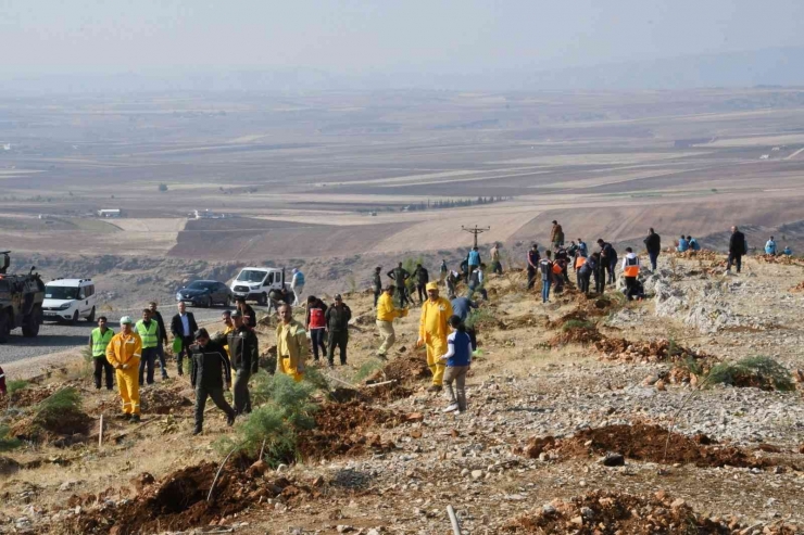 Adıyaman’da, Fidanlar Toprakla Buluşturuldu