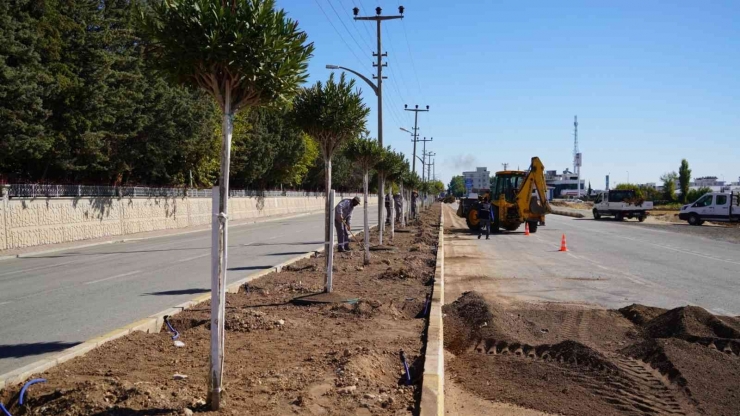 Osb Yolunda Ağaçlandırma Çalışması