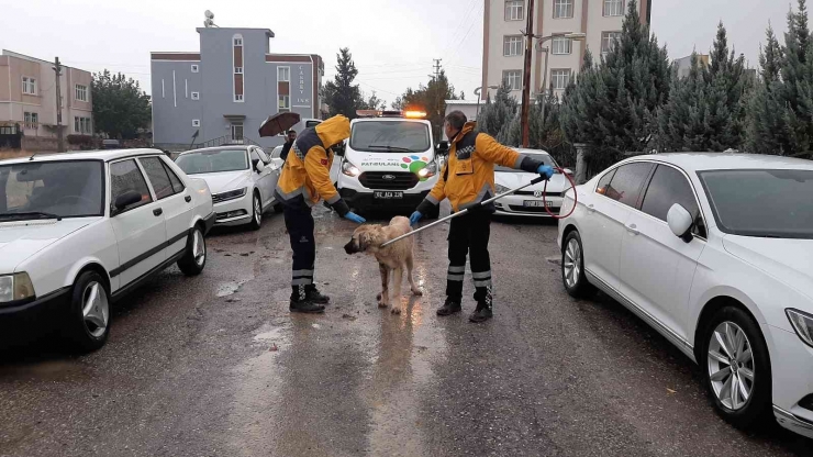 Adıyaman’daki Kuduz Vakasının Ardından Sokak Hayvanlarına Aşılama Başladı