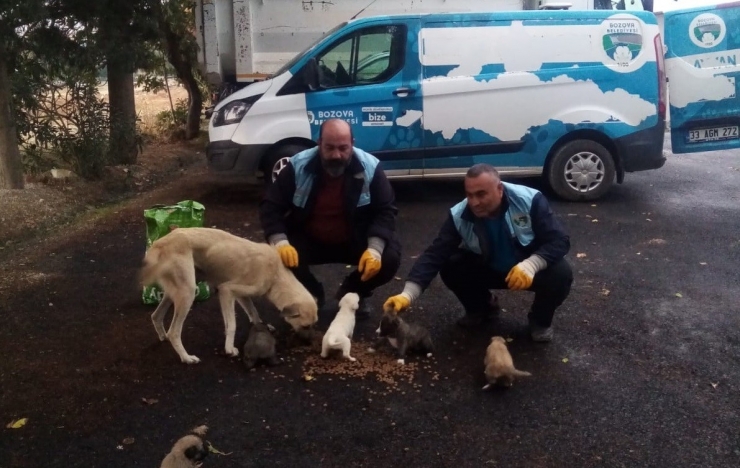 Bozova’da Toplanan Köpeklerin Dağ Başına Bırakıldığı İddialarına Yalanlama