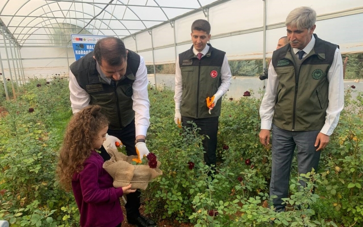 Halfeti’nin Simgesi Karagülde Hasat Dönemi