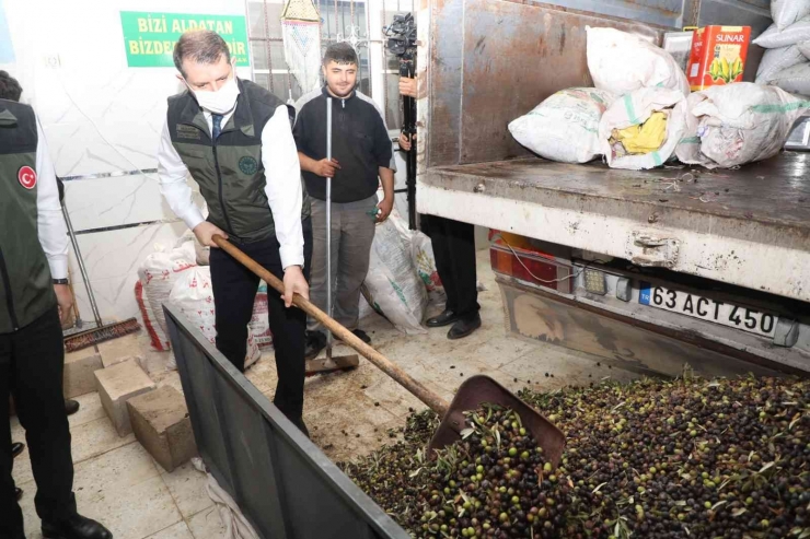 Halfeti’nin Simgesi Karagülde Hasat Dönemi