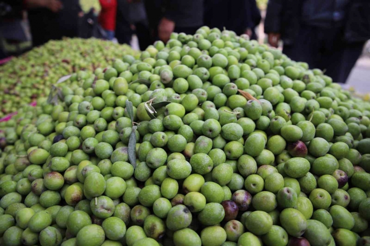 Gaziantep’te Yeşil Zeytin Tezgaha İndi