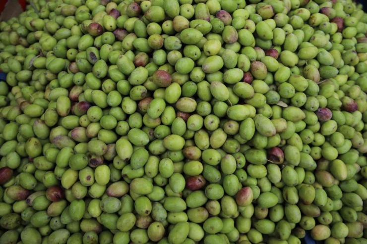 Gaziantep’te Yeşil Zeytin Tezgaha İndi