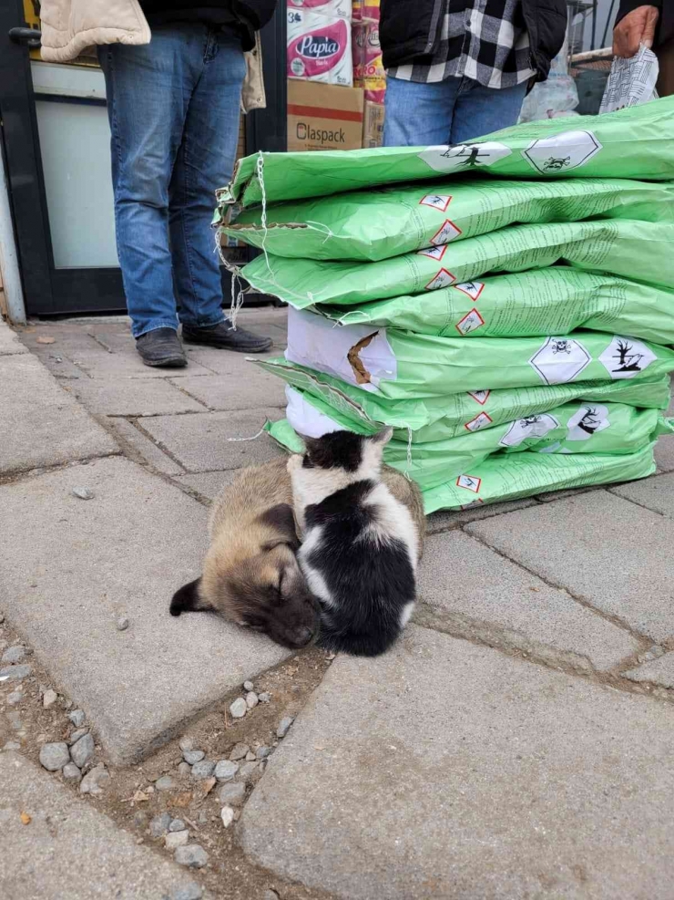 Soğuktan Üşüyen Kedi İle Köpeğin Dayanışması Yürekleri Isıttı