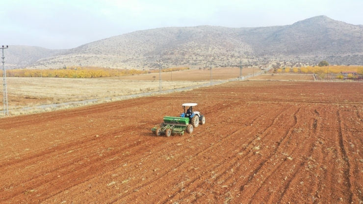 Örnek Köye Arpa Ve Buğday Tohumu Ekildi