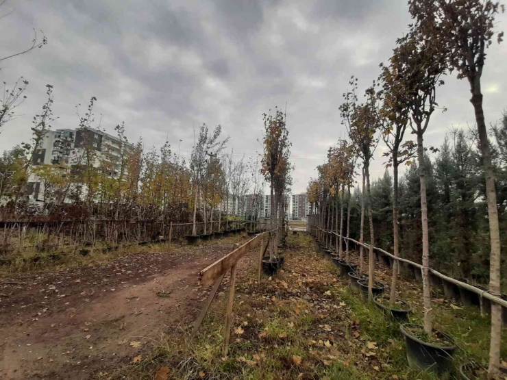 Bağlar Belediyesinden Ağaçlandırma Ve Bakım Çalışmaları